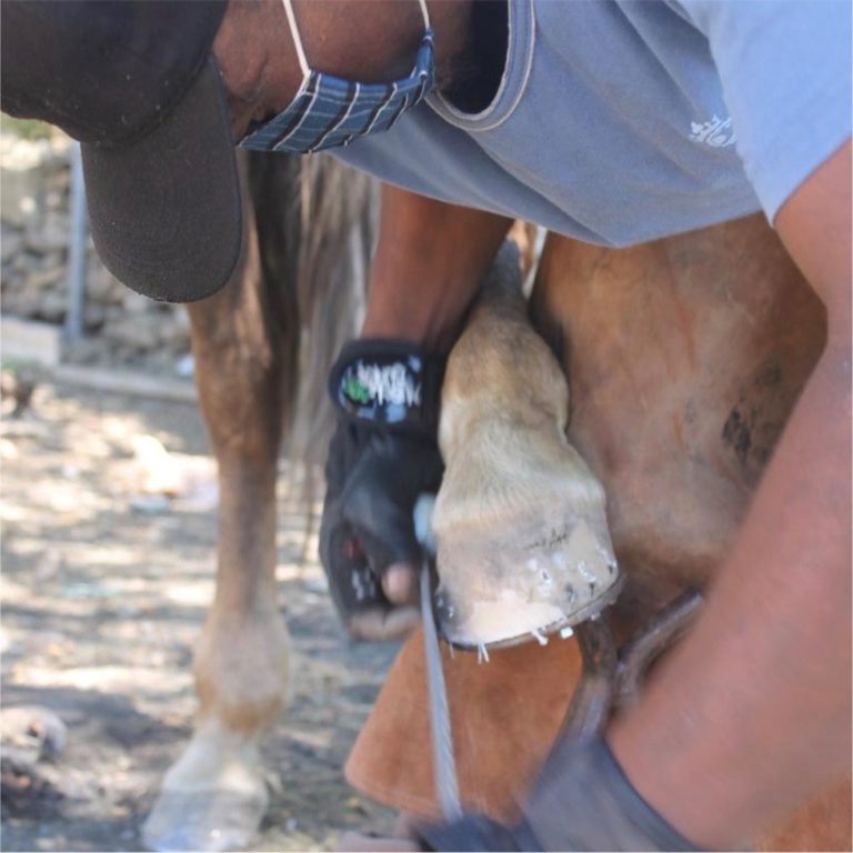 blind-love-cart-horse-outreach-program-03