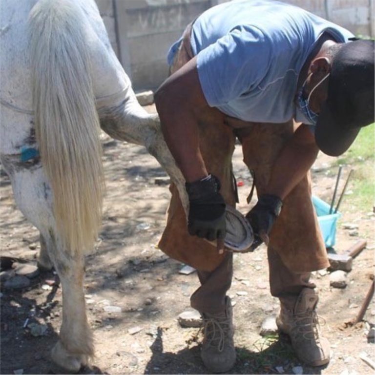 blind-love-cart-horse-outreach-program-06