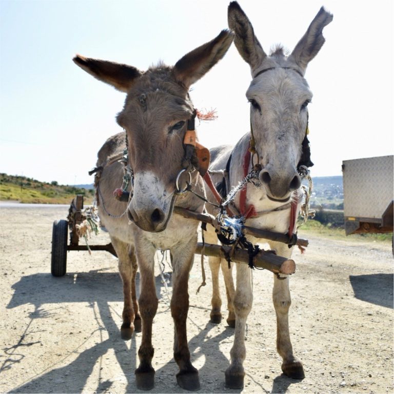 blind-love-grahamstown-donkey-outreach-program-1