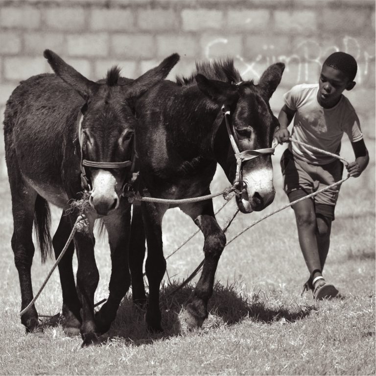 blind-love-grahamstown-donkey-outreach-program-2