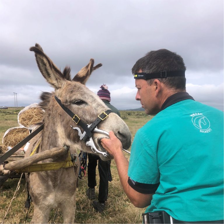 blind-love-grahamstown-donkey-outreach-program-5