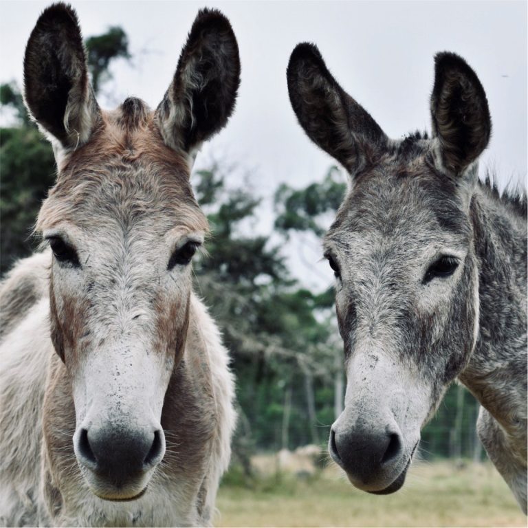 blind-love-our-sanctuary-horses-and-donkeys-1