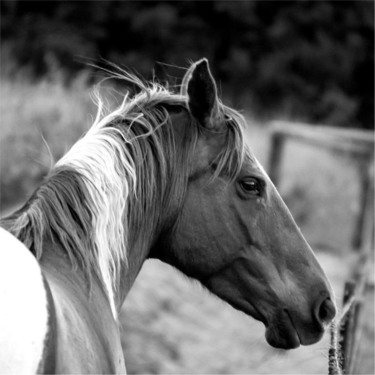 blind-love-our-sanctuary-horses-and-donkeys-2