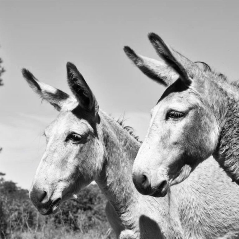 blind-love-our-sanctuary-horses-and-donkeys-3