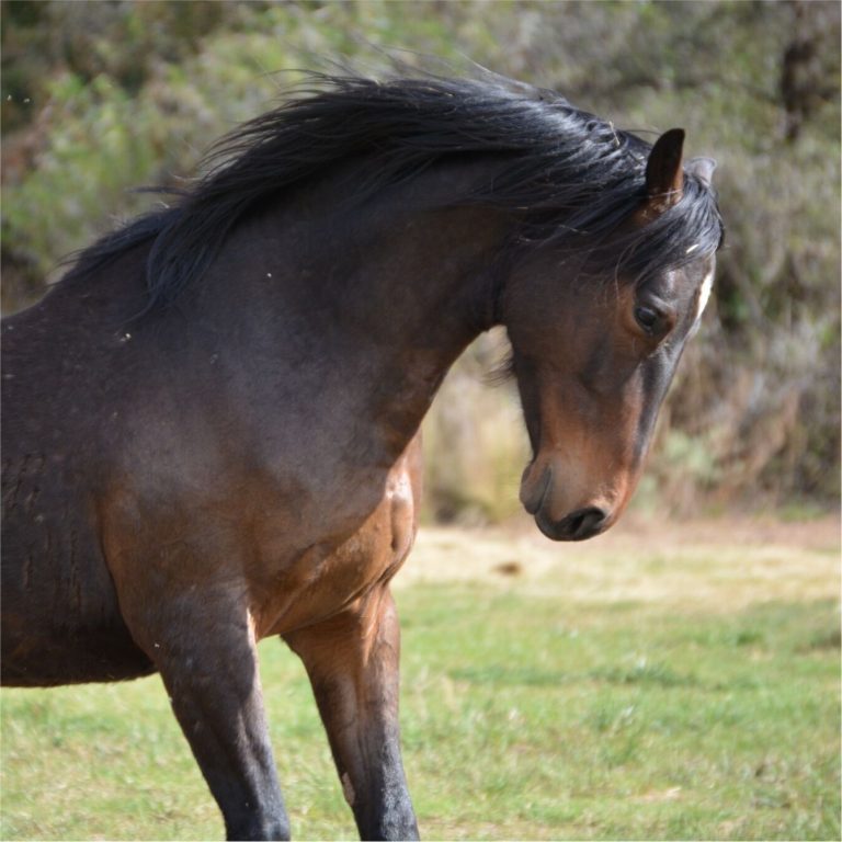 blind-love-our-sanctuary-horses-and-donkeys-4