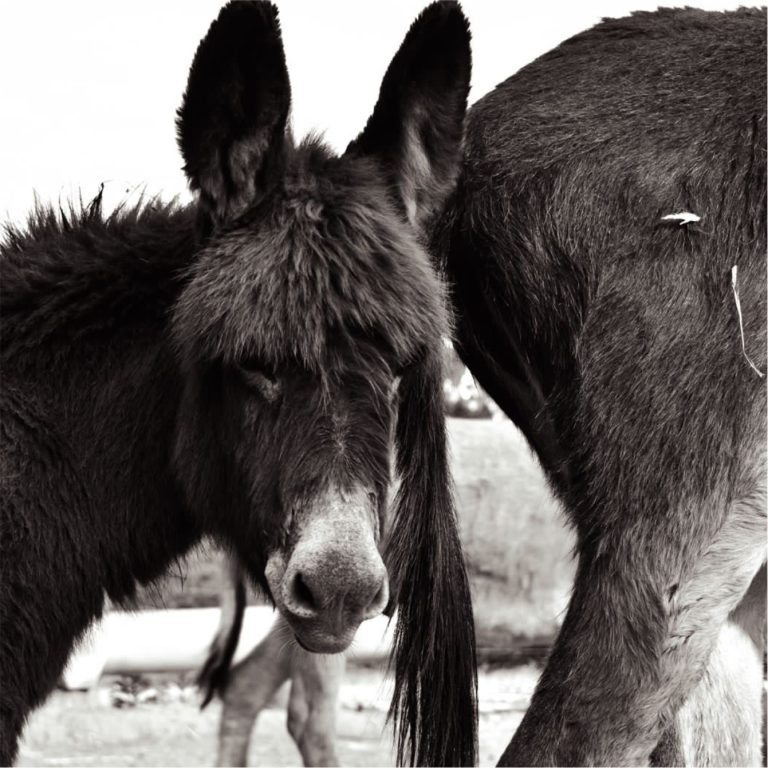 blind-love-our-sanctuary-horses-and-donkeys-5